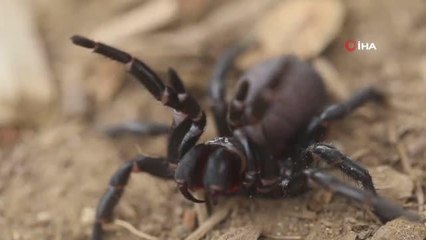 - Avustralya'da ölümcül "örümcek istilası" paniği