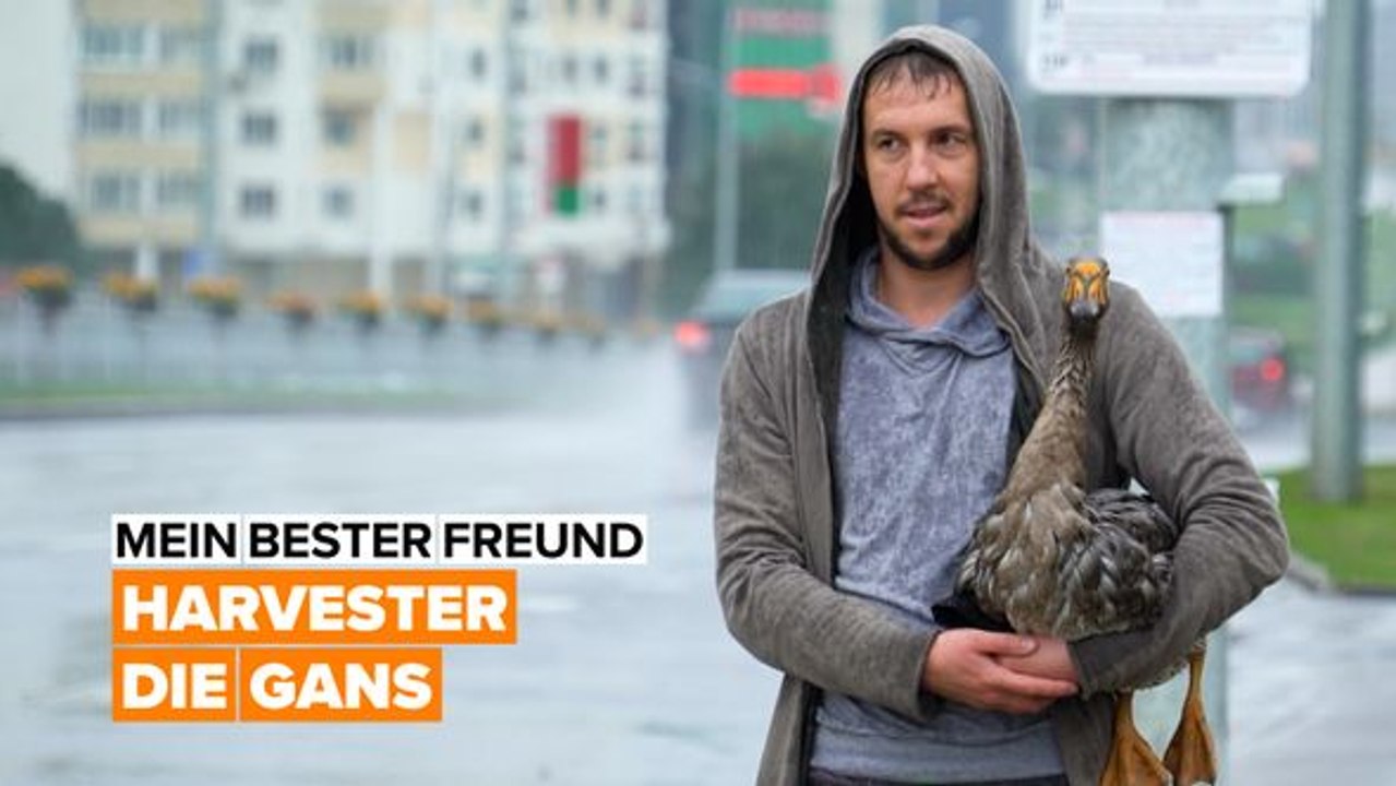 Warum eine gans mein bester freund ist