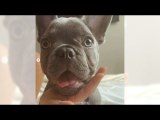 French bulldog puppy stolen at gunpoint in North Hollywood Target lot | Moon TV News