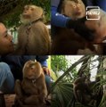 Trained Monkey Following His Master's Order; Watch The Viral Video Of The Training