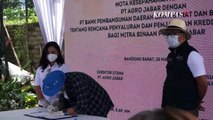 Jawa Barat Surplus Tiga Ratus Ribu Ton, Ridwan Kamil: Tidak Usah Impor-impor Beras
