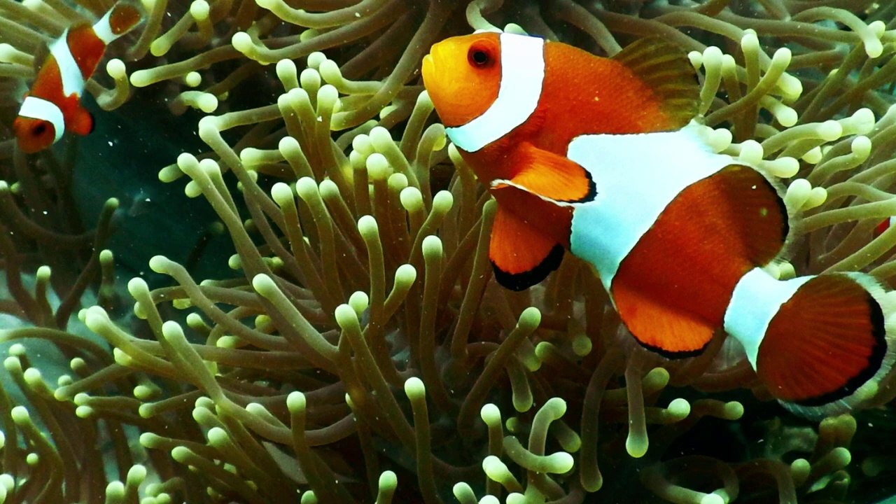 Time to Relax with Underwater Ambience, Deep Relaxing Music, Sleeping Music, Meditation Music, Ambient Music