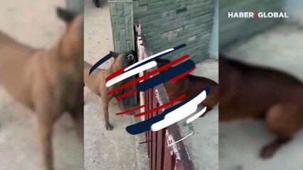 Kavgacı köpeklerin kapı takıntısı güldürdü