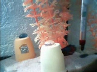 mon betta splenden