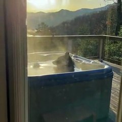 Un ours s'invite dans le jacuzzi d'un résident
