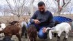 Süt İçin Aldığı Keçiler, Çift Çift Kuzulayınca Sürü Sahibi Oldu