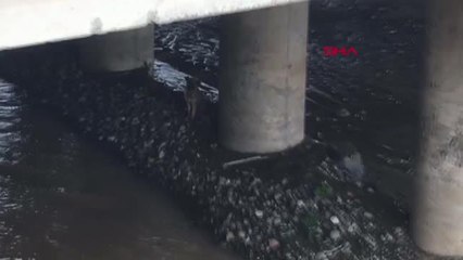 TRABZON Dereye düşen yavru köpek kurtarıldı