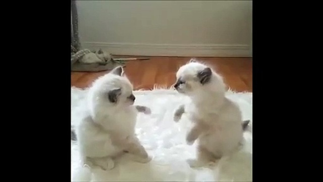 Cutest Cat