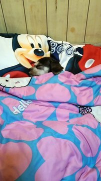 si boss lang sakalam