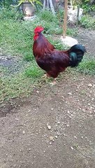Manok Na Pula