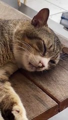 Sleeping Cat Blows Bubbles