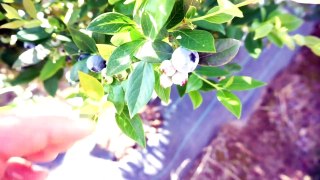 88 days Farm Work Australia - Should You Blueberry Pick