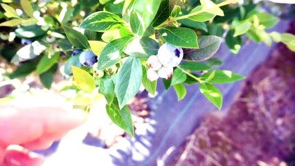 88 days Farm Work Australia - Should You Blueberry Pick