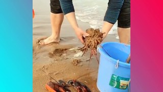 Amazing Catch Alot of fish, snail, crab, cuttle, octopus... On The Beach