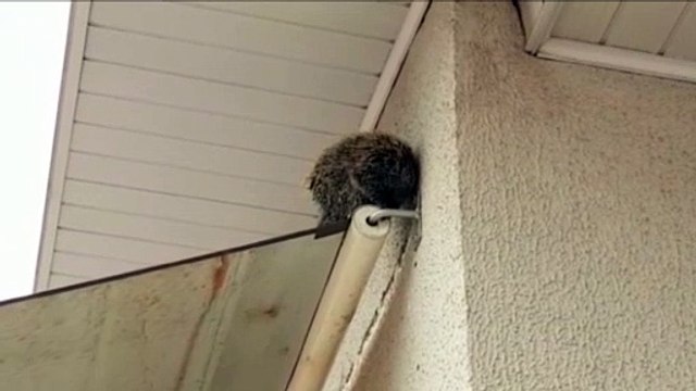 Ouriço é encontrado em estacionamento no Centro e Corpo de Bombeiros é mobilizado