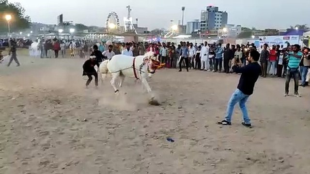 ढोल थाली की थाप पर नुकरे घोड़े ने किया डांस, देखें वीडियो