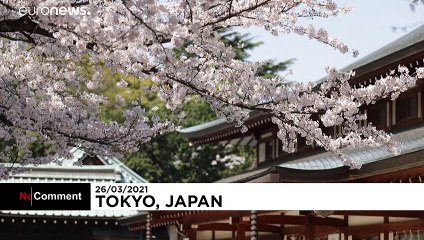 Japanese enjoy sweeping cherry blossom in spring sunshine