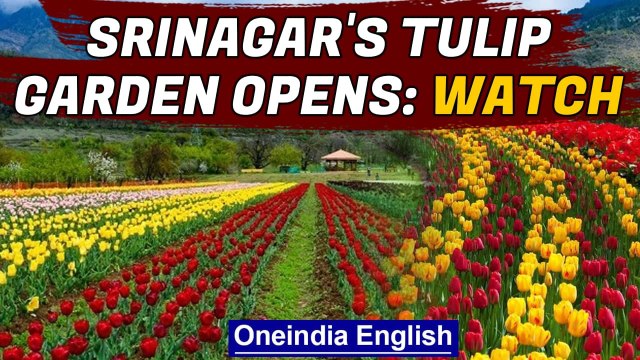 World's second best tulip garden in Srinagar, now open | Oneindia News