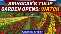 World's second best tulip garden in Srinagar, now open | Oneindia News