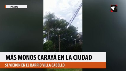 Más monos carayá en la ciudad
