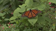 Mariposa Monarca registra nuevo declive en comportamiento poblacional