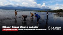 Ribuan Benur Udang Lobster Dilepasliarkan di Palabuhanratu Sukabumi
