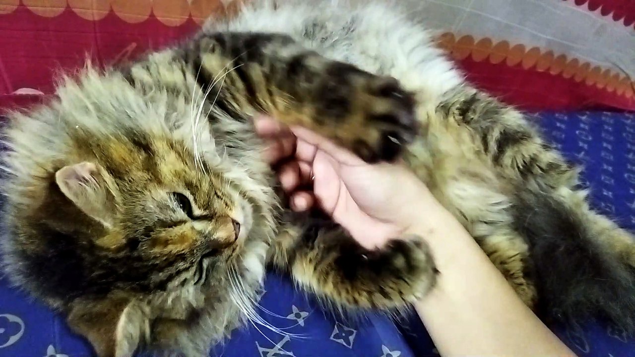 Chloe bebe