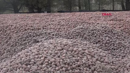 İZMİR Çam fıstığı altınla yarışıyor