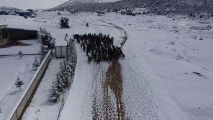 Beyşehir'de çobanlar yoğun kar yağışının zorluklarında keçilerini besliyor
