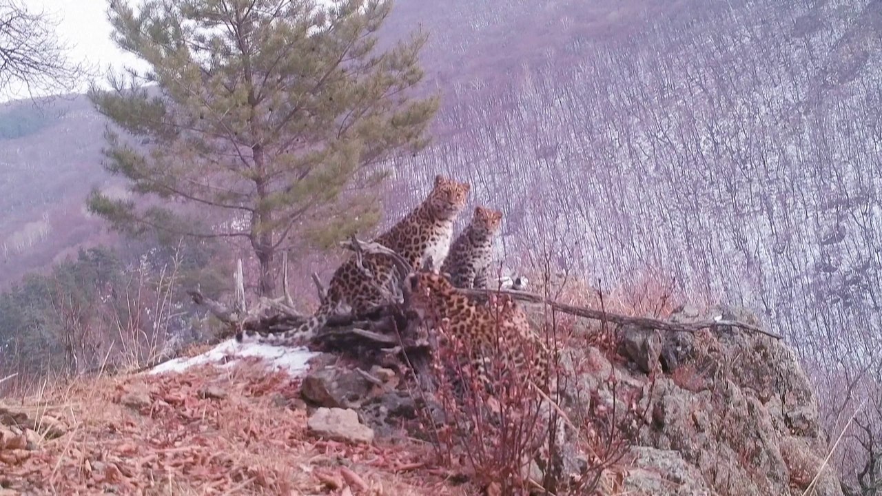 Russie: Des scientifiques publient des images rares d'une femelle léopard de l'Amour, espèce en voie d'extinction, et de ses petits