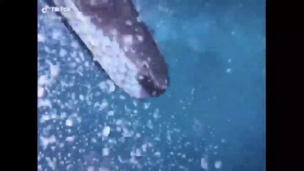 【TikTok】JKたちが夏の海で撮りまくる　ティックトック