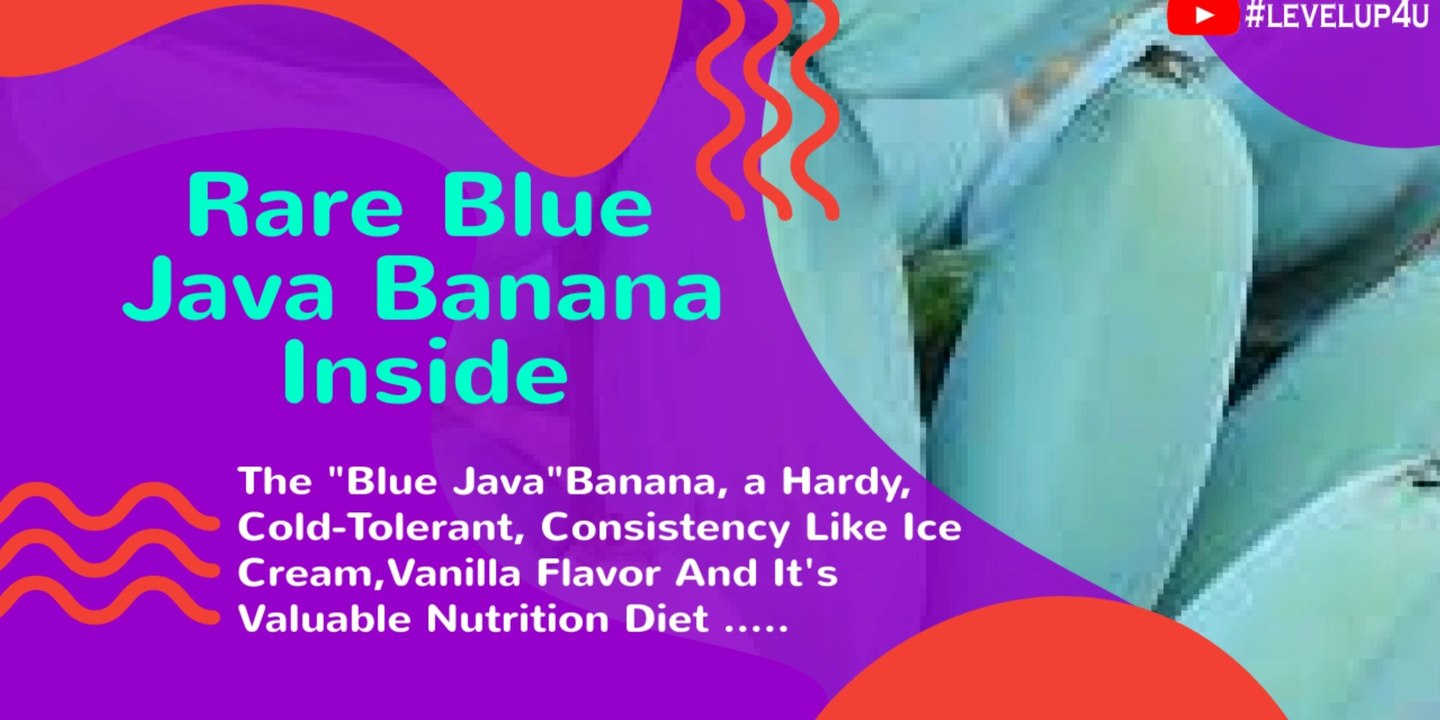 Rare Blue Java Banana Inside|Ice Cream Banana Taste|Blue Java Banana ...