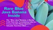 Rare Blue Java Banana Inside|Ice Cream Banana Taste|Blue Java Banana Growing Zone|Blue Java Banana Benefits