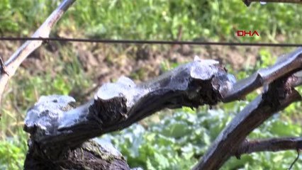 MANİSA Saruhanlı'da bağları 'don' vurdu