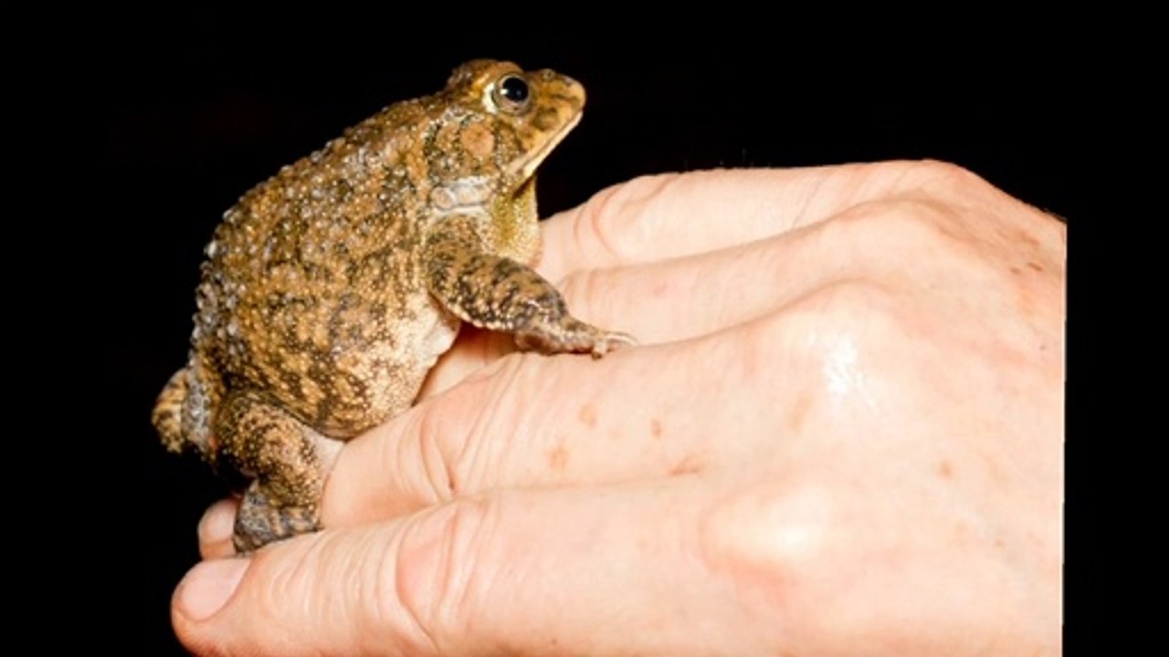 What Do African Bullfrogs Eat?