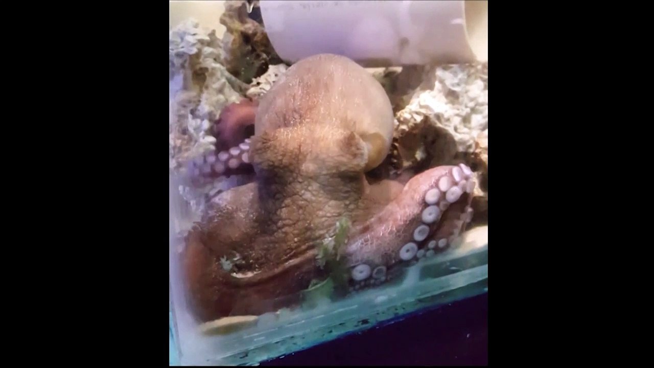 Auch oktopusse träumen womöglich