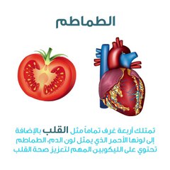 ما العلاقة بين شكل الأطعمة وأعضاء جسم الإنسان؟