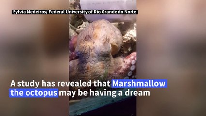 Do octopuses have dreams? Tiny ones, probably