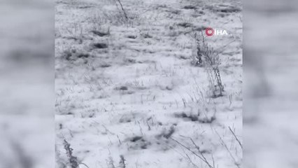 Soğukta aç kalan sahipsiz yavru köpekleri böyle besledi