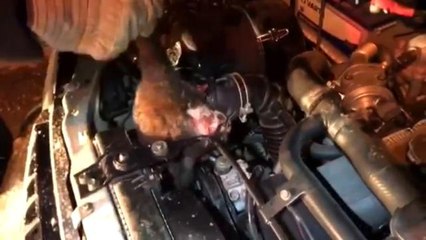 Aracın motor bölümüne sıkışan kedi kurtarıldı