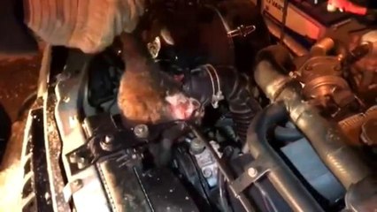 Download Video: Aracın motor bölümüne sıkışan kedi kurtarıldı