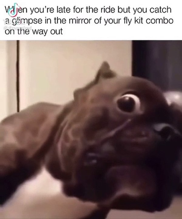 Ultimate Funny Videos