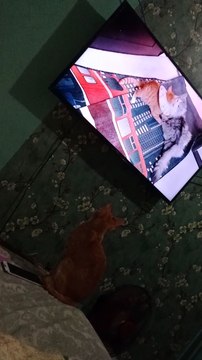 puspin watching tv