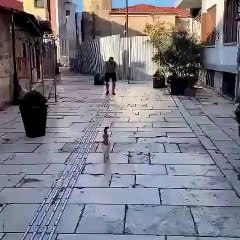 funny cat love with human beings