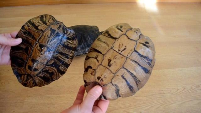 MUDAS DE CAPARAZÓN COMPLETAS DE TORTUGAS | MUDA PLACAS CÓRNEAS UNIDAS | MOTIVO Y CONSERVACIÓN