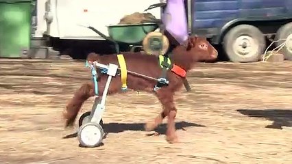 Steven the 'bionic lamb' shows off his special wheels
