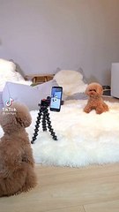 Puppies on tiktok