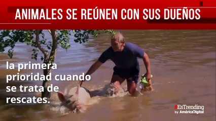 Animales rescatados en Australia