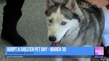 Yavapai Humane Society Adopt A Shelter Pet Day Is March 30