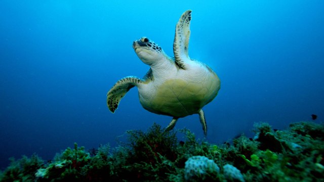 Scientists Are Determined to Figure Out Why Sharks, Turtles, Whales, and Seals Keep Swimming in Circles